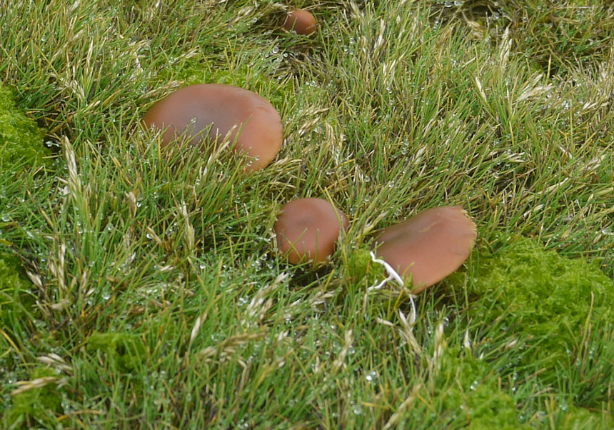 Specimen of <i>Galerina marginata</i> mushroom, growing among the mosses and the Antarctic hair grass, at Punta Hannah (Antártida). Photo: Asunción de los Ríos.
